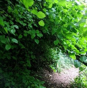 Meet your Posher, Siobhan